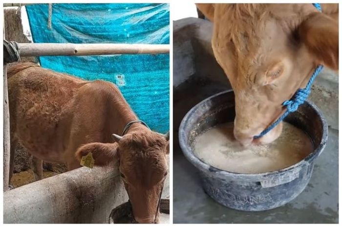 Pakan sapi agar cepat gemuk