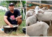 Rahasia Kambing Cepat Gemuk Dan Sehat