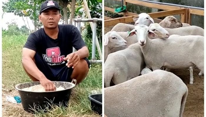 Rahasia Kambing Cepat Gemuk Dan Sehat