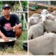 Rahasia kambing cepat gemuk dan sehat