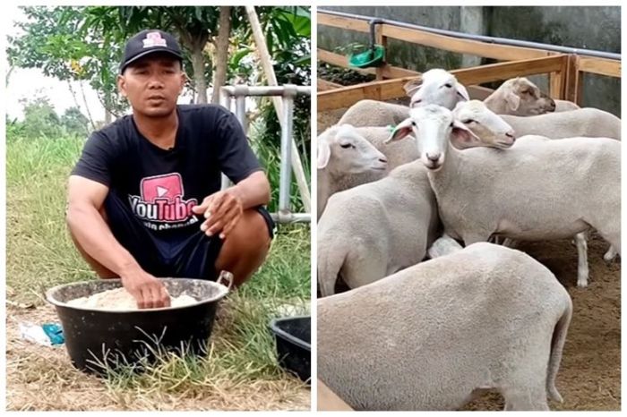 Rahasia kambing cepat gemuk dan sehat