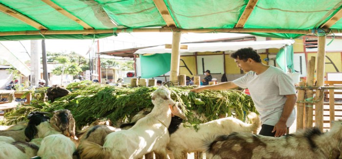 Cara sukses ternak kambing PE