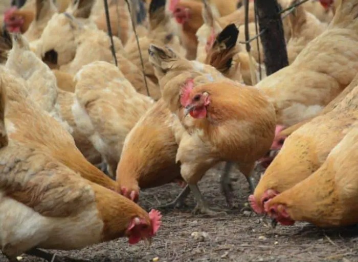 Analisis Biaya Pakan Dalam Usaha Ayam Petelur