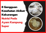 Jenis Penyakit Unggas Karena Defisiensi Nutrisi