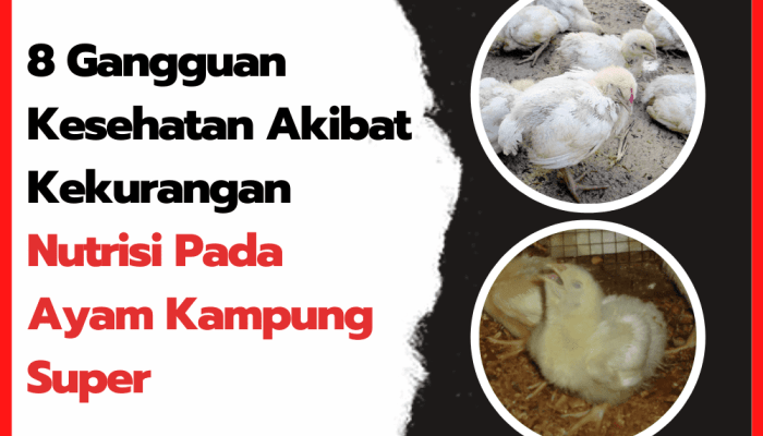 Jenis Penyakit Unggas Karena Defisiensi Nutrisi