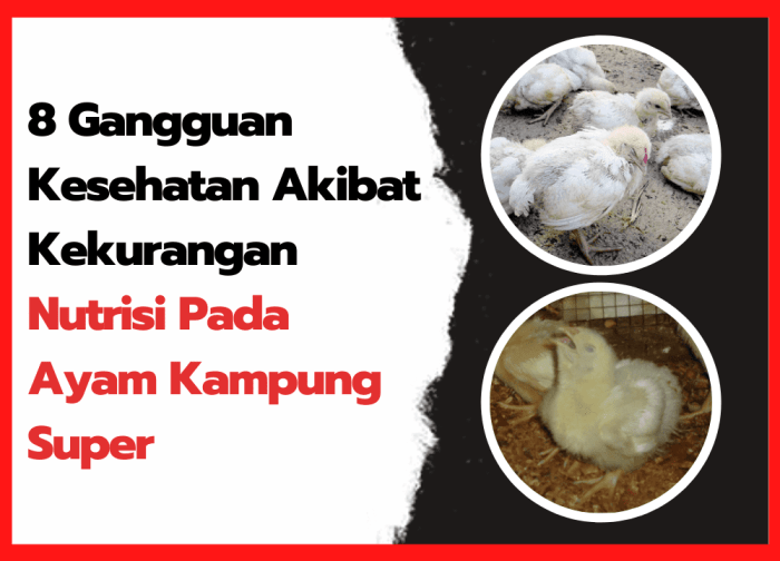 Jenis penyakit unggas karena defisiensi nutrisi