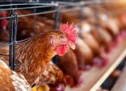 Perhitungan Modal Awal Usaha Ternak Ayam Broiler