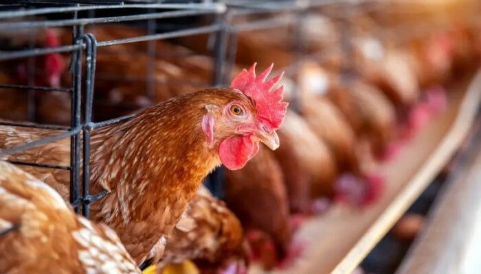 Analisa Usaha Ayam Broiler