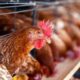 Perhitungan modal awal usaha ternak ayam broiler