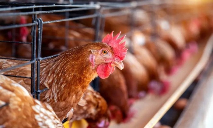 Perhitungan modal awal usaha ternak ayam broiler
