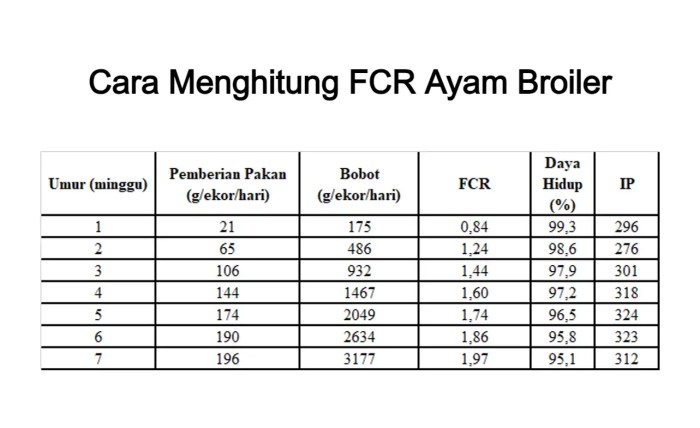 Cara menghitung FCR pada ayam petelur