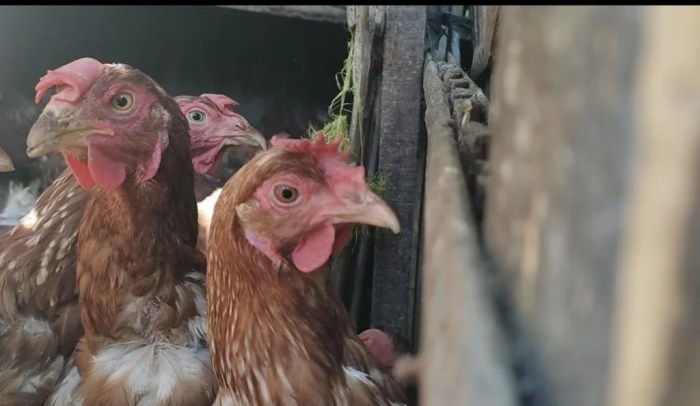 Waktu pemberian pakan ideal untuk ayam petelur