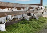 Rahasia Ternak Kambing Untung Jutaan