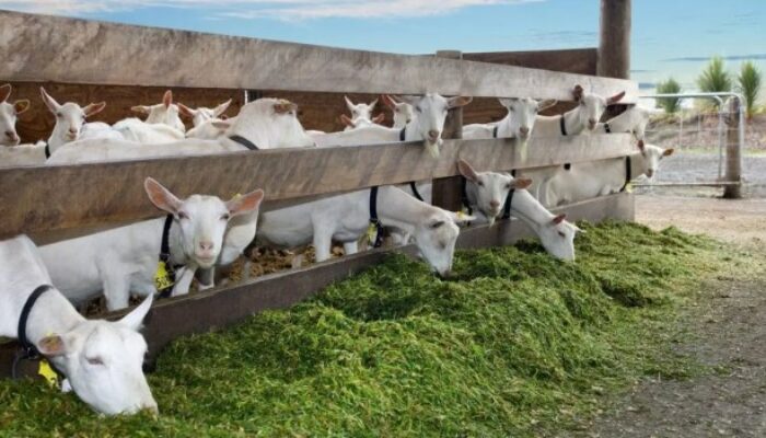 Rahasia Ternak Kambing Untung Jutaan