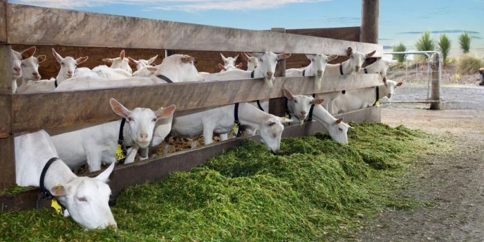 Manajemen pakan ternak kambing