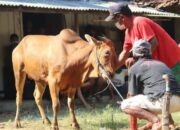 Ternak Sapi Untuk Kurban