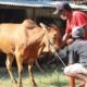 Ternak sapi untuk kurban
