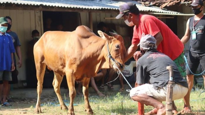Ternak sapi untuk kurban
