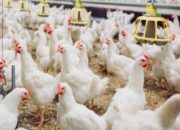 Faktor Keberhasilan Ternak Broiler