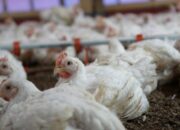 Pakan Terbaik Ayam Broiler