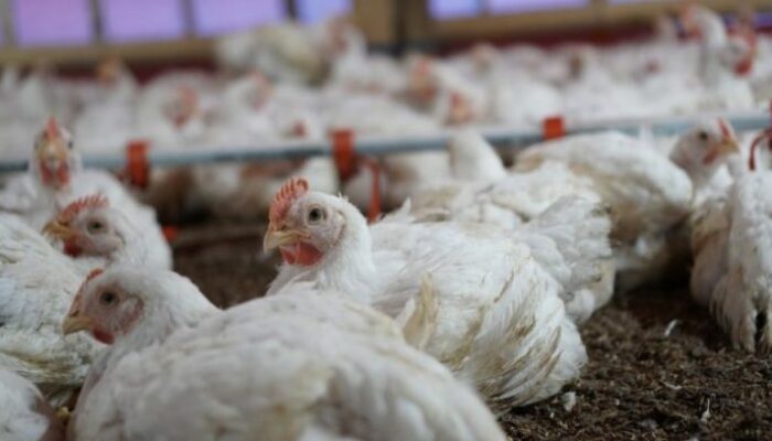 Pakan Terbaik Ayam Broiler