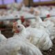 Cara mengurangi kematian ayam broiler