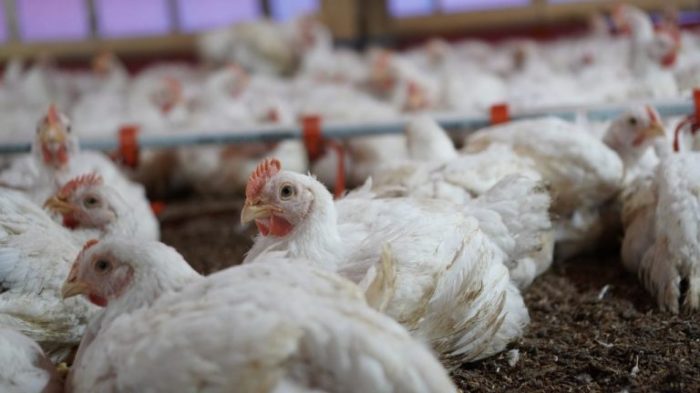 Cara mengurangi kematian ayam broiler
