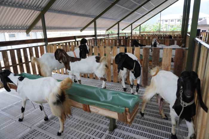 Strategi sukses usaha peternakan kambing