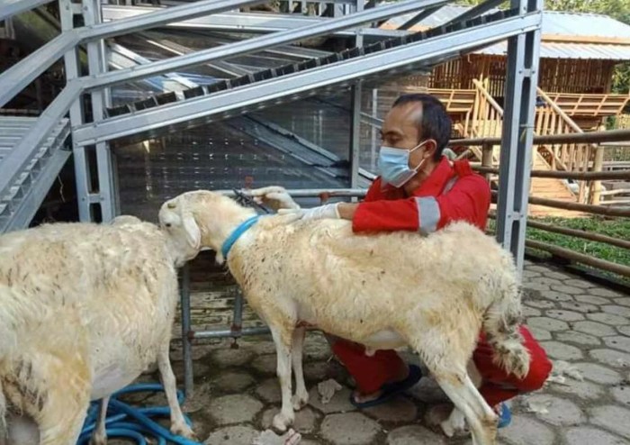 Tips ternak kambing tanpa bau