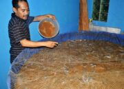 Budidaya Ikan Di Pekarangan Rumah
