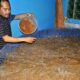 Budidaya ikan di pekarangan rumah