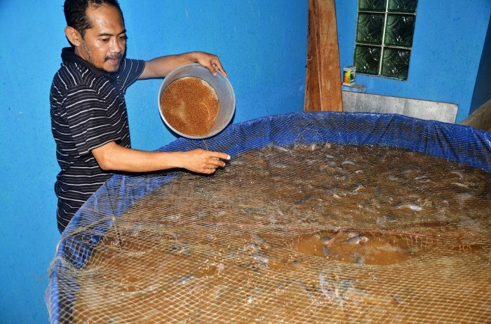 Budidaya ikan di pekarangan rumah