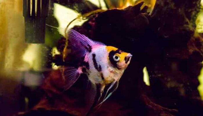 Peluang Usaha Budidaya Ikan