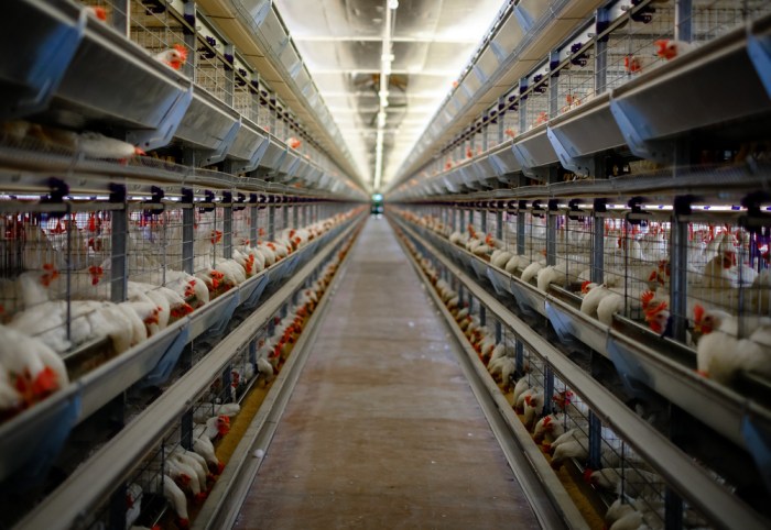 Keuntungan ternak ayam broiler