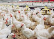 Iot Untuk Peternakan Broiler