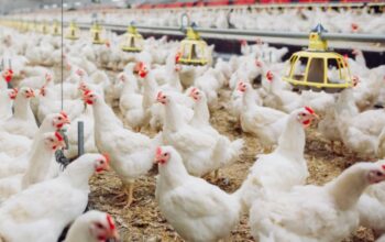 Iot Untuk Peternakan Broiler