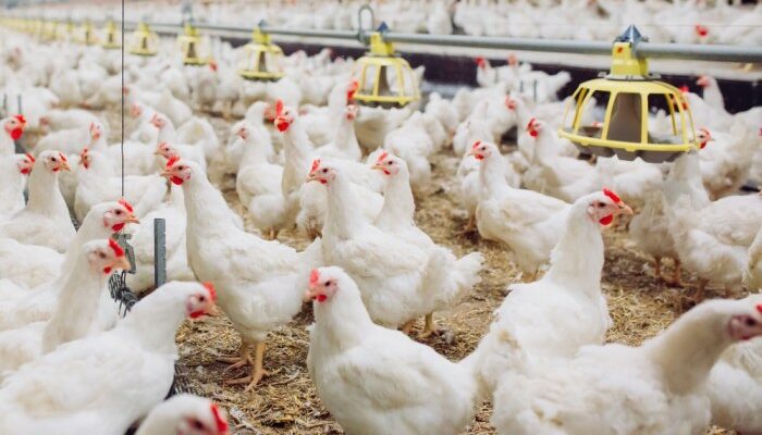 Iot Untuk Peternakan Broiler