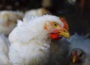 Cara Mengurangi Kematian Ayam Broiler