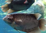 Budidaya Ikan Gurame