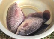 Peluang Usaha Ikan Gurame