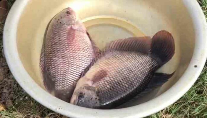 Peluang Usaha Ikan Gurame