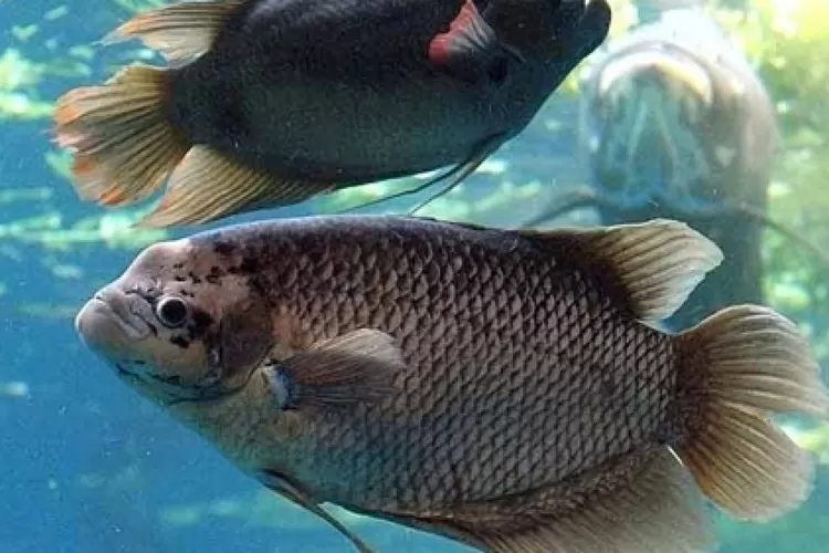 Budidaya Ikan Gurame
