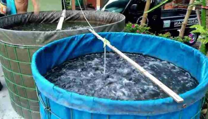 Budidaya Ikan Mas Intensif