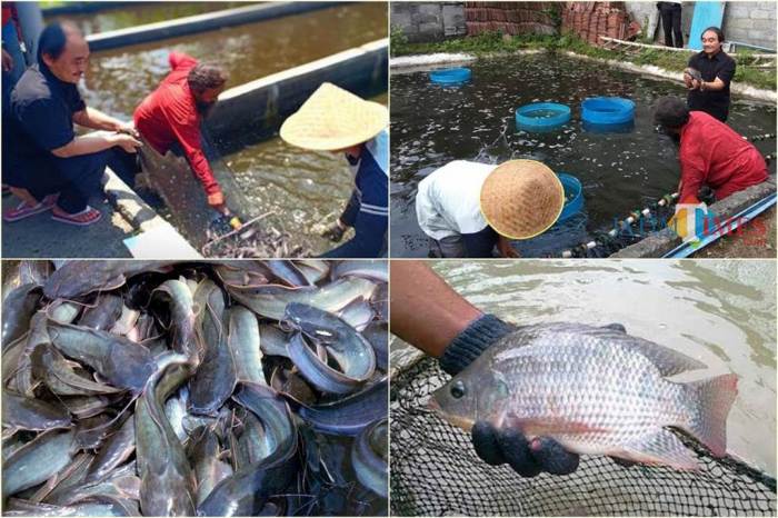 Budidaya ikan tawar air Budidaya ikan air tawar