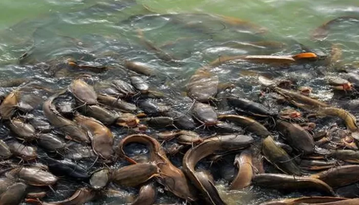 Budidaya Ikan Skala Industri