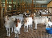 Cara Merawat Kambing Agar Cepat Gemuk