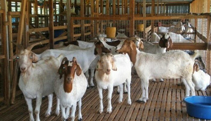 Cara Merawat Kambing Agar Cepat Gemuk