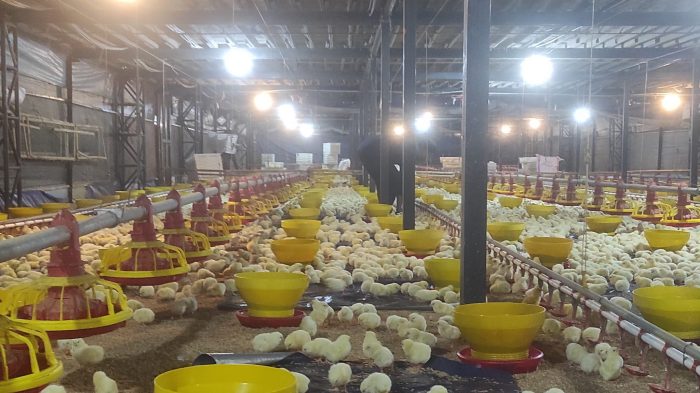 Manajemen ayam broiler