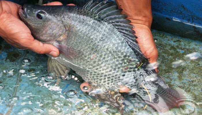 Budidaya ikan gurame