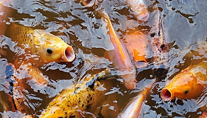 Jenis Ikan Air Tawar Cepat Panen